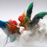 Discover the diversity of the cockfighting community - The foundation of passion and tradition.