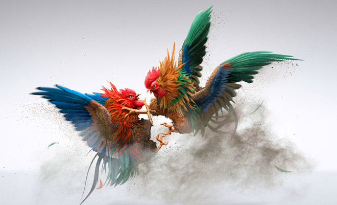 Discover the diversity of the cockfighting community - The foundation of passion and tradition.